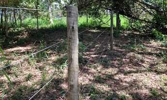 Imagem 7: Chácara 4000m², Frente GO-040, Terra de Cultura, Pés de Frutas, Cercada, 70km Goiânia