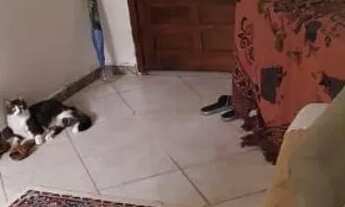 Imagem 3: Lindo apartamento junto ao 25 de agosto.Duque de Caxias