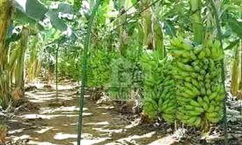 Imagem: Sitio com 8 alqueires na cidade de Alvares