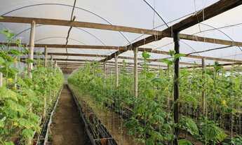 Imagem 3: Sitio com Estufas(Produção Tomate e Pepino )em Rolante na Localidade de Campinas