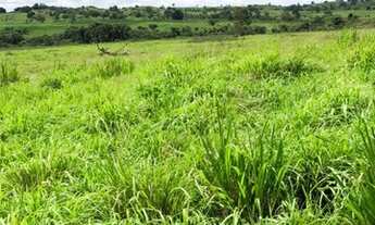 Imagem 4: Fazenda em Arapoema TO (Araguaína) 1.060 alqueirão formado em Pasto