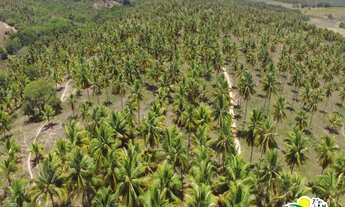Imagem 3: Fazenda c/ 77 Hectares de Coco Seco à Venda no Conde Bahia - Região de Cultivo do Coco ent