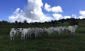 Imagem 4: D287 Excelente Fazenda em Maceió um Verdadeiro Paraiso