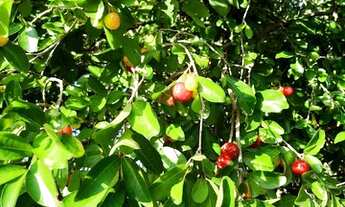 Imagem 6: Vendo chácara em Santo Antônio do Leverger