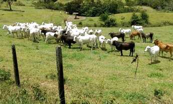 Imagem 3: Fazenda com 1065 hectares Jiquiriça