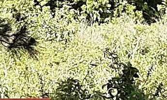 Imagem 3: Grande área no Ribeirão da Ilha em Florianópolis