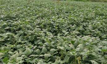 Imagem 2: Fazenda/Sítio/Chácara para venda tem 242000 metros quadrados