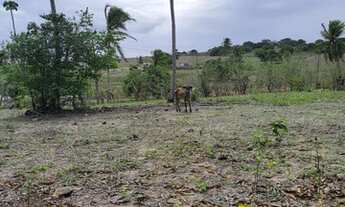Imagem 12: Excelente Fazenda com 150 hectares na região de São Gonçalo do Amarante