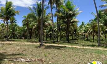 Imagem 7: Fazenda c/ 77 Hectares de Coco Seco à Venda no Conde Bahia - Região de Cultivo do Coco ent