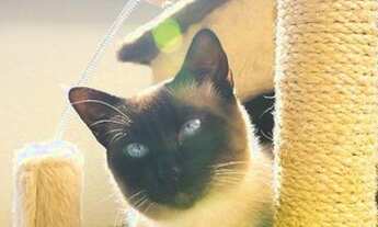 Imagem 6: Apartamento com 4 dormitórios à venda, 273 m² por R$ 2.040.000,00 - Vila Alexandria - São