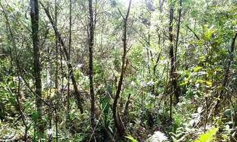 Imagem 4: Excelente Chacara