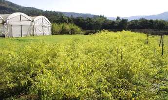 Imagem 5: Sitio com Estufas(Produção Tomate e Pepino )em Rolante na Localidade de Campinas