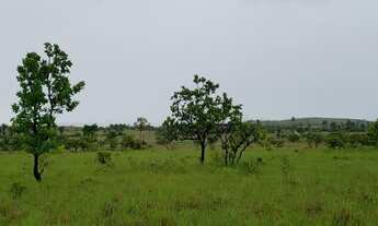 Imagem 2: Fazenda de 950 hectares Bonfim a 80 km de Boa Vista, de frente do asfalto, com energia, to