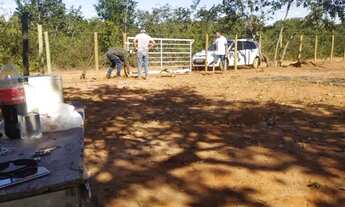 Imagem 5: Ótimo terreno plano com pés de pequi