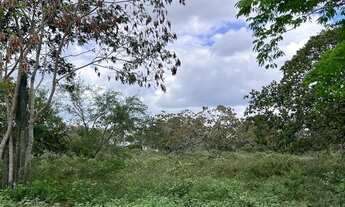 Imagem 7: Vendo terrenos em São José, Feira de Santana