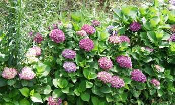 Imagem 3: Lote/Terreno para venda possui 1025 metros quadrados em Vila Natal - Campos do Jordão - SP