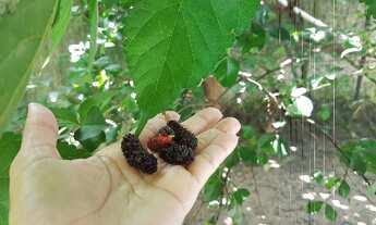 Imagem 5: Linda casa semi imobiliada pra alugar com quintal e árvores frutiferas