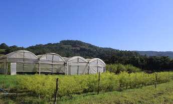 Imagem 2: Sitio com Estufas(Produção Tomate e Pepino )em Rolante na Localidade de Campinas