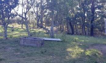 Imagem 5: Pinheiro Machado - Fazenda - Zona Rural