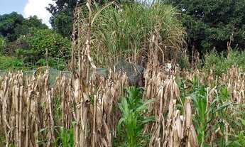 Imagem 6: Chácara na Vendinha Brazlandia DF