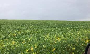 Imagem 5: Fazenda de 865 ha Em Antônio João - MS