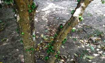 Imagem 6: Vendo Casa Serraria