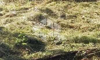 Imagem: Excelente terreno amplo com boa frente