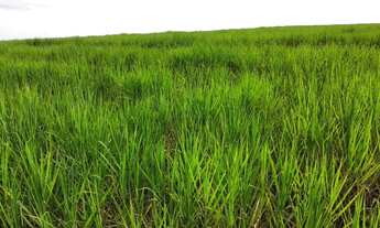 Imagem 6: Fazenda de cana 140 alqueires Região de Piracicaba SP