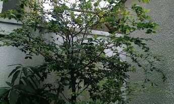 Imagem 5: Casa de condomínio em Rua Hermenegildo Azevedo - Jardim Enseada - Guarujá/SP