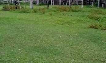 Imagem 2: Uma Fazenda em Parecis-Ro