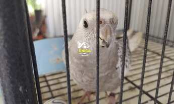 Imagem 3: Fazenda/Sítio/Chácara para venda possui 19500 metros quadrados com 5 quartos