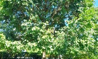 Imagem 3: Sítio em Vida Nova com casa 4/4