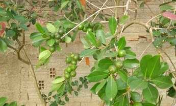 Imagem 3: Sítio com 3 dormitórios à venda, 1470 m² por R$ 150.000,00 - Jacutinga - Jacutinga/MG