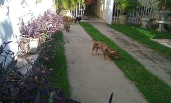 Imagem 3: CASA RESIDENCIAL em MARACANAÚ - CE, CIDADE NOVA