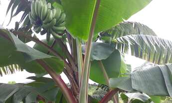 Imagem 4: Sítio formado em Paraopeba