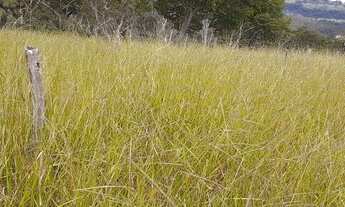 Imagem 5: Fazenda com 266 hectares - A 38 km de Franca - SP