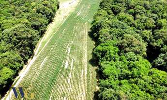 Imagem 4: Terreno Rural para Venda em Campo Largo, Colônia Balbino Cunha
