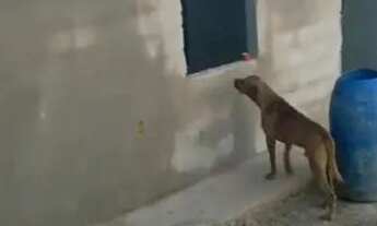 Imagem 5: Sitio 5 hectares Irrigação subterrânea.. Poço Vazão 70.000 L/Hora.