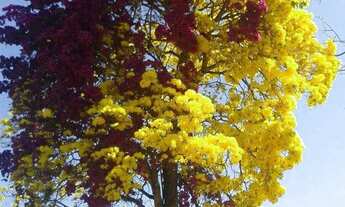 Imagem: Lote Residencial no Veiga Jardim Grande