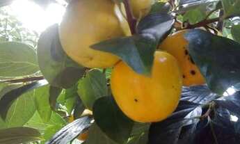 Imagem 7: Vendo Sítio em Maria Mendonça, 4 Distrito, Trajano de Moraes