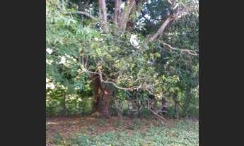 Imagem 5: Fazenda em Ponte Alta