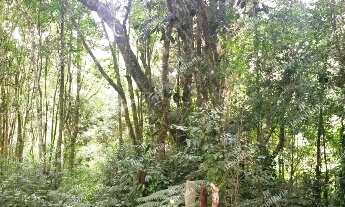 Imagem 6: Excelente Chácara