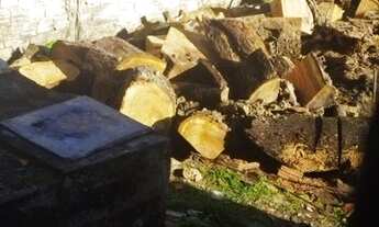 Imagem: Doação de tronco de árvore