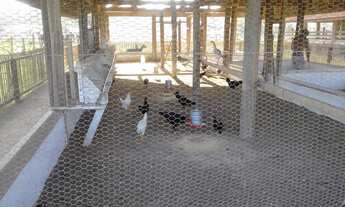 Imagem 6: Fazenda/Sítio/Chácara para venda possui 420 metros quadrados em Parque Verde - Belém - PA