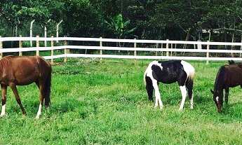 Imagem 6: Fazenda/sítios/chácaras com 2 dormitórios à venda em Igarapé
