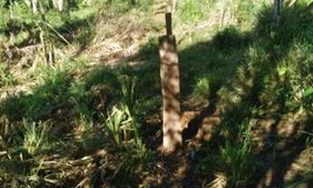 Imagem 5: Fazendinha 5 alqueires arrumada pronta