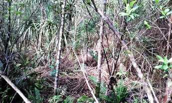 Imagem 2: Excelente Chacara