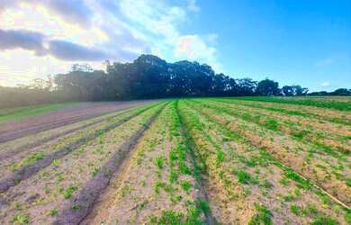 Imagem 3: Lote/Terreno para venda com 500 metros quadrados em Vila Pindorama - Barueri - SP