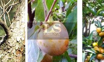 Imagem 5: ÓTMA CHÁCARA EM ALUMÍNIO