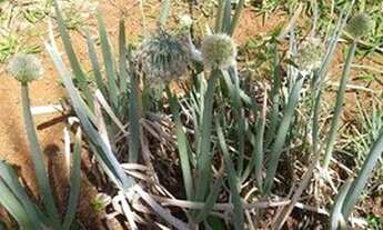 Imagem 4: Sítio com 3 dormitórios à venda, 1470 m² por R$ 150.000,00 - Jacutinga - Jacutinga/MG